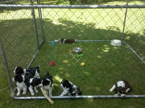 Annie and Connor litter July 2010