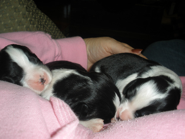 Newborn puppies