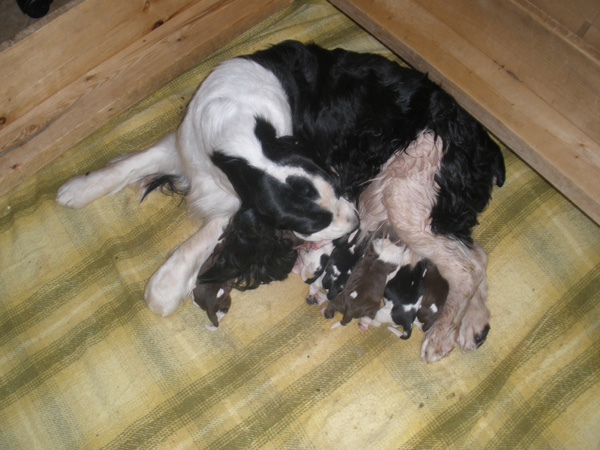 Annie with her new litter