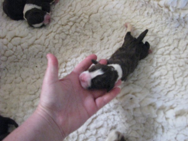 New born Troy puppy